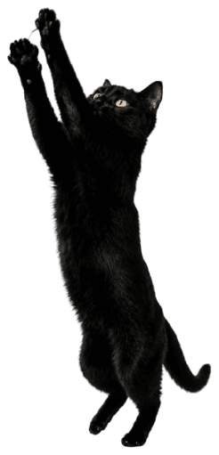 A black cat stretched upward mid-reach.